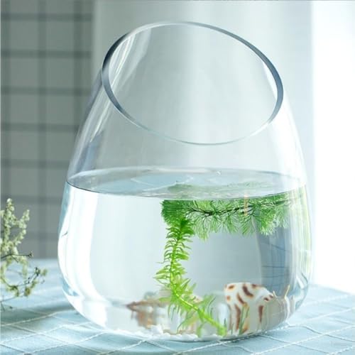 ガラス 水槽 30cm」の人気商品一覧 | 安い商品を通販サイトから探す